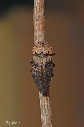 Prachtkäfer (Capnodis tenebricosa)